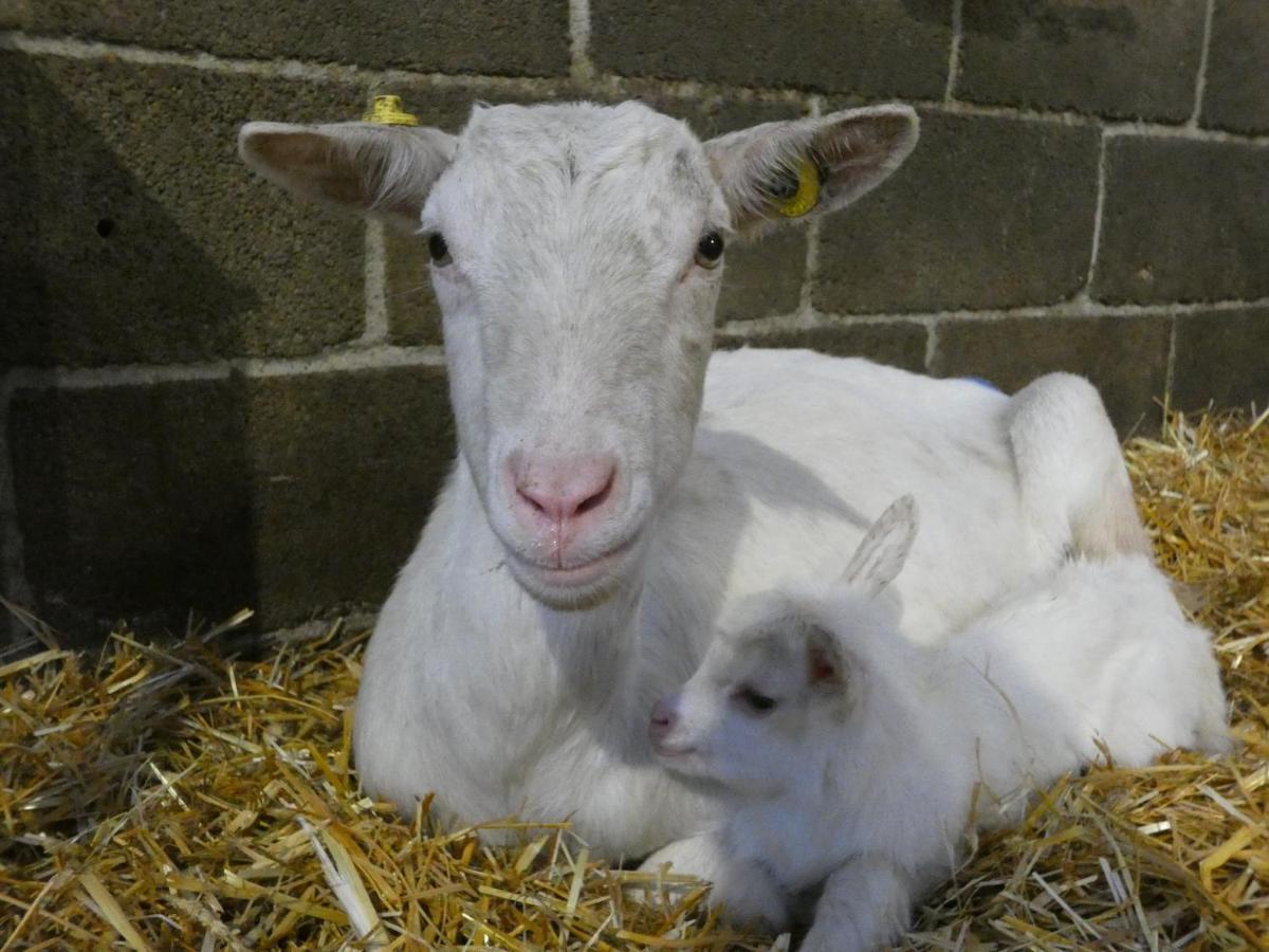 فيلا Marano Ticinoفي Agriturismo Why Farm المظهر الخارجي الصورة