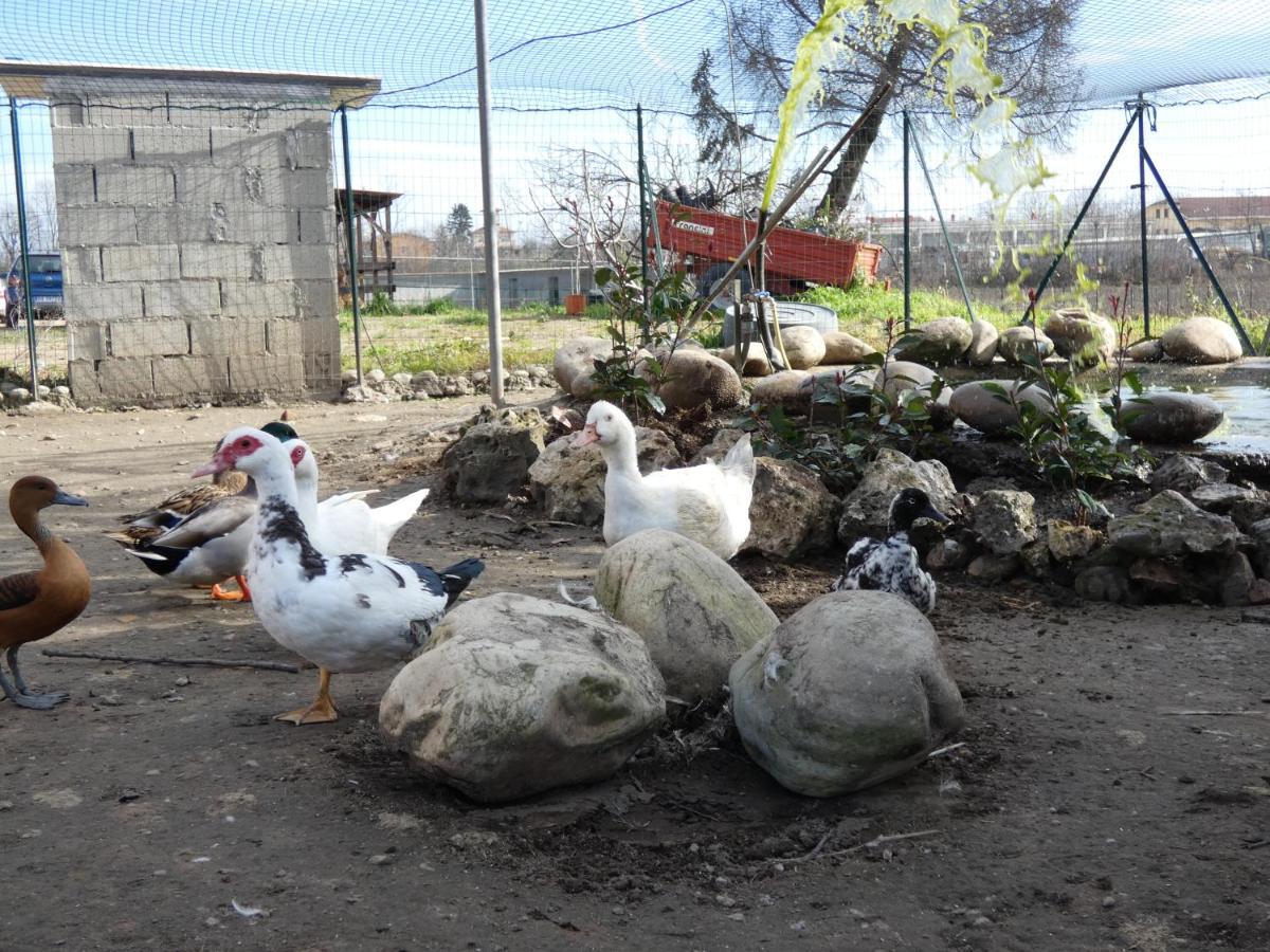 فيلا Marano Ticinoفي Agriturismo Why Farm المظهر الخارجي الصورة