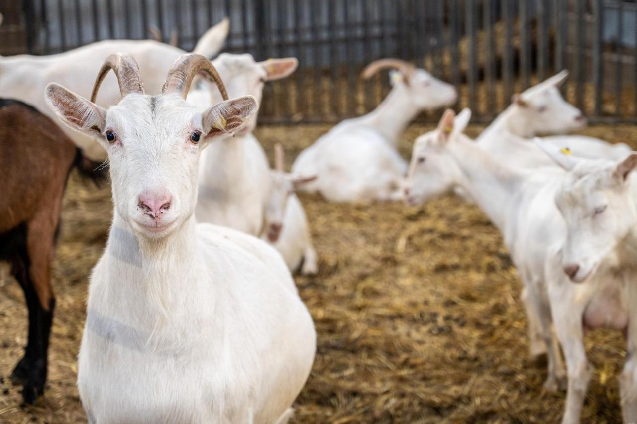 فيلا Marano Ticinoفي Agriturismo Why Farm المظهر الخارجي الصورة