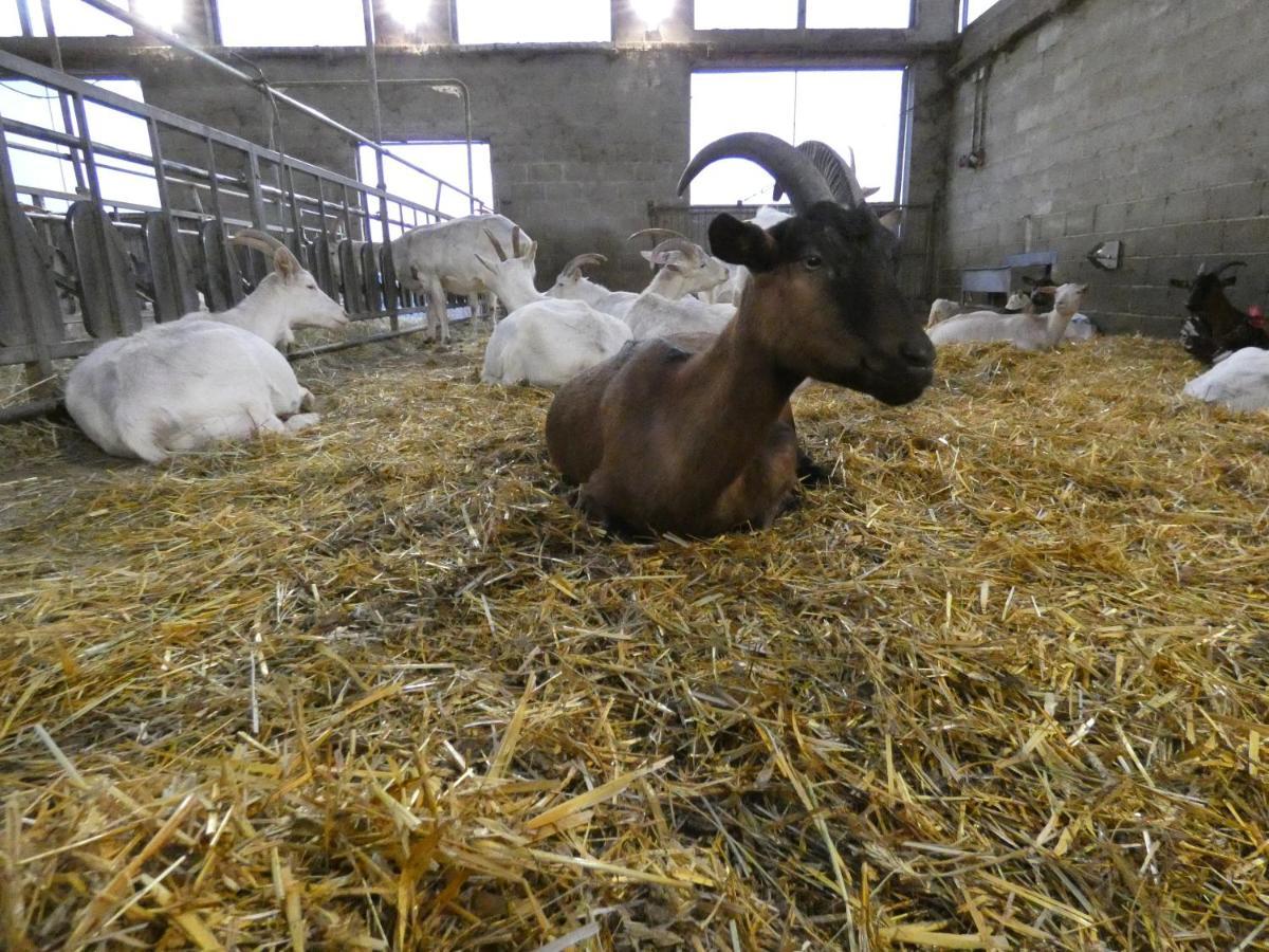 فيلا Marano Ticinoفي Agriturismo Why Farm المظهر الخارجي الصورة